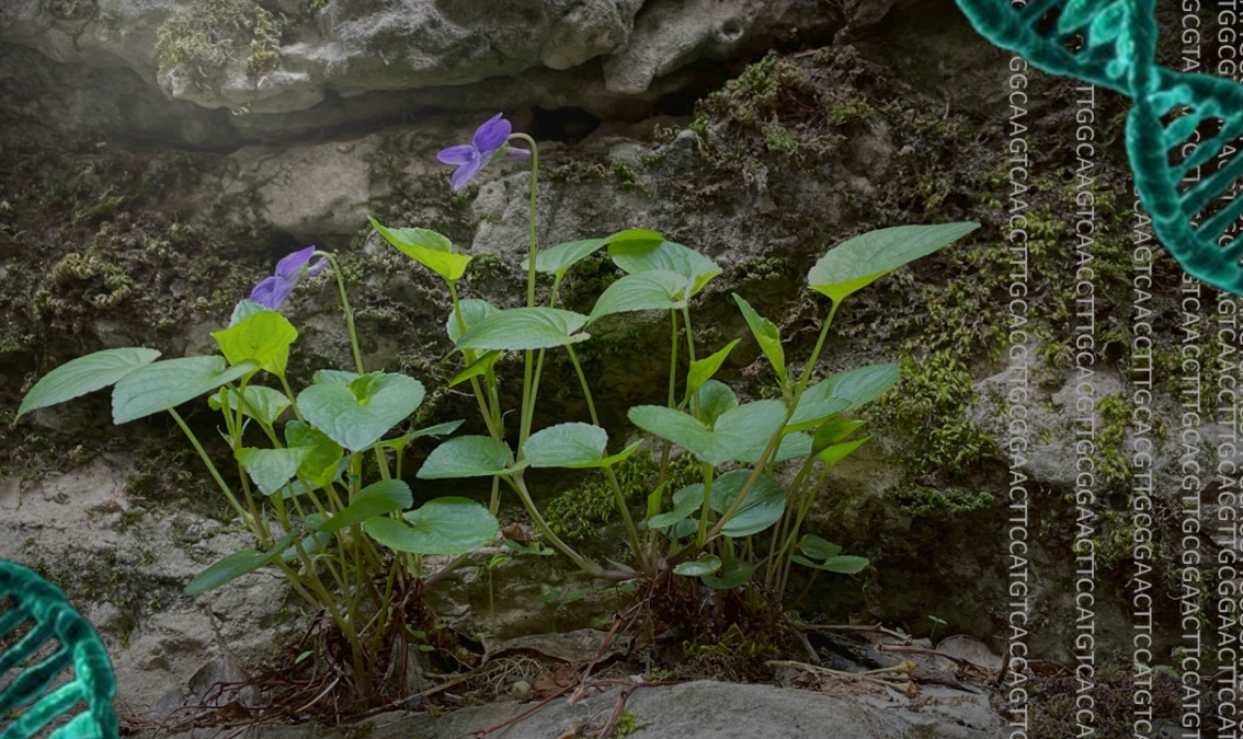 Introducción a la genética vegetal GENVEG101x