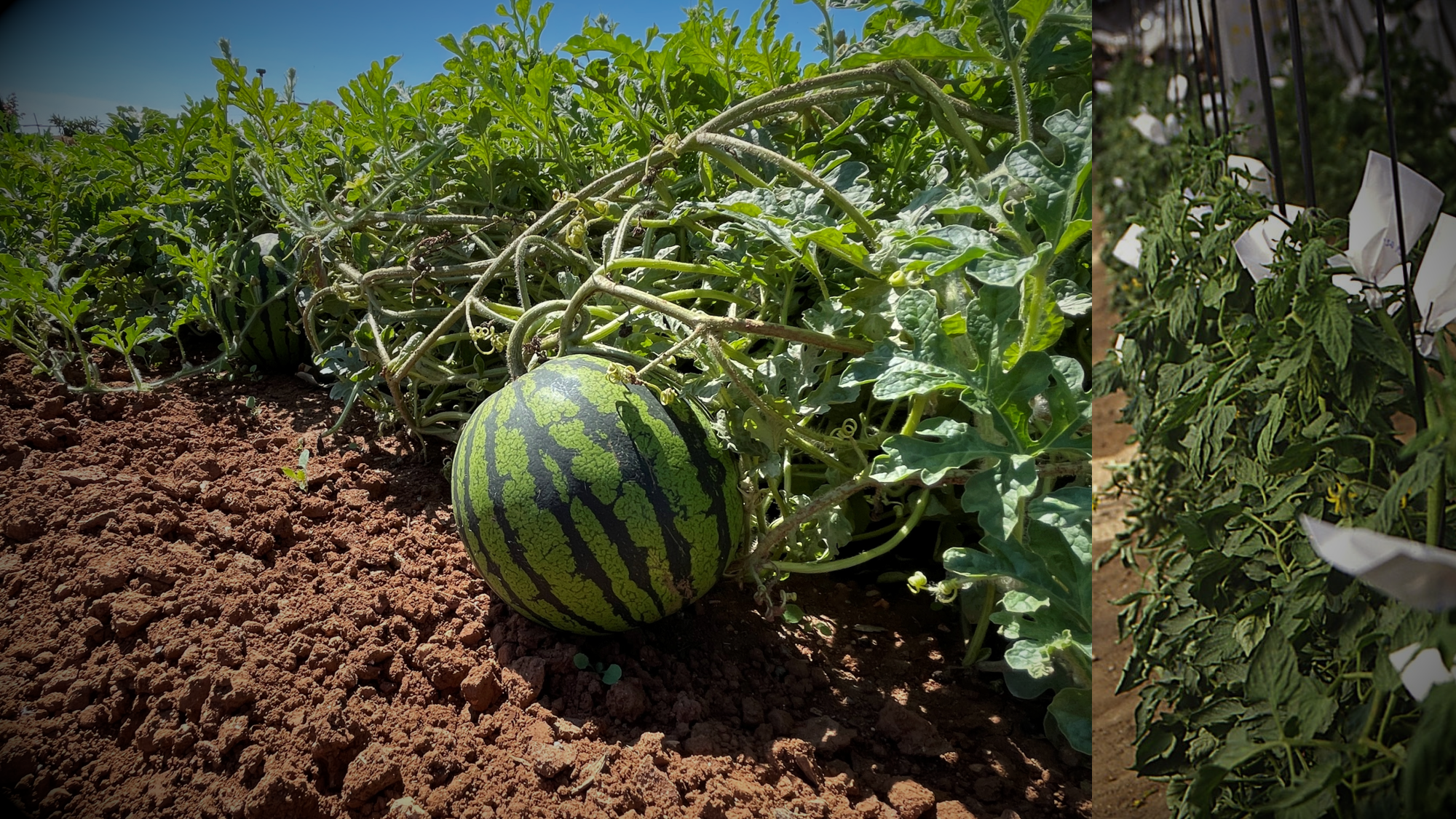 Introducción a la mejora genética vegetal trad-genveg201x